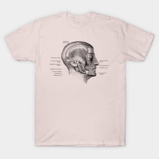 Face Muscular Diagram - Vintage Anatomy T-Shirt